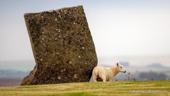 Stenness Sheep - The Hall of Einar - photograph (c) David Bailey (not the)