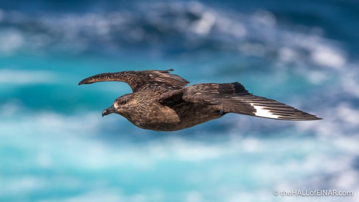 Great Skua - The Hall of Einar - photograph (c) David Bailey (not the)