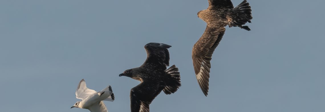 Great Skuas and Kittiwake - The Hall of Einar - photograph (c) David Bailey (not the)