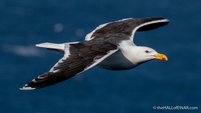 Great Black Backed Gull - The Hall of Einar - photograph (c) David Bailey (not the)