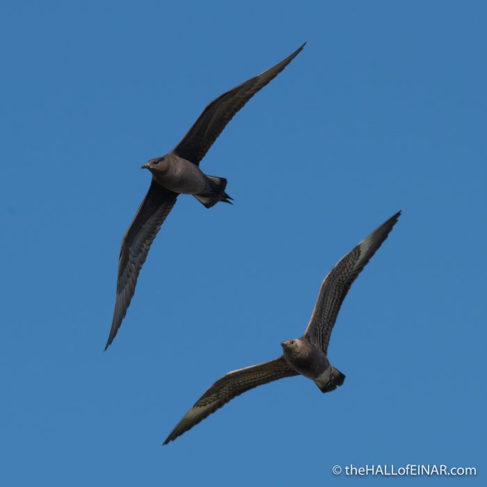 Arctic Skua and juvenile - The Hall of Einar - photograph (c) David Bailey (not the)