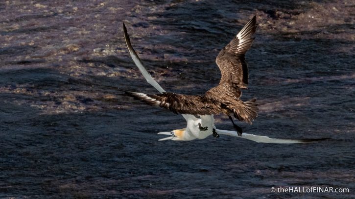 Great Skua and Gannet - The Hall of Einar - photograph (c) David Bailey (not the)