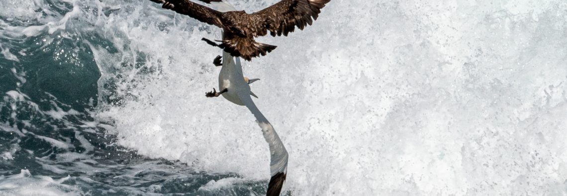 Great Skua and Gannet - The Hall of Einar - photograph (c) David Bailey (not the)