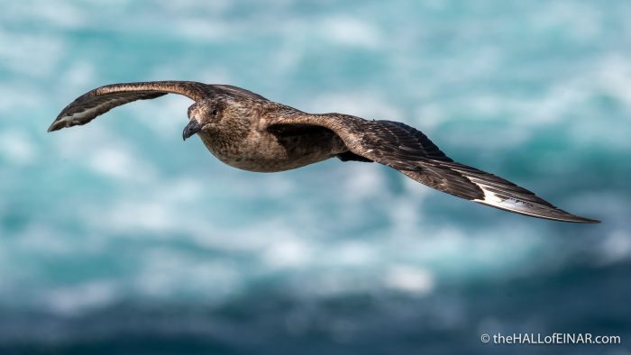Great Skua - The Hall of Einar - photograph (c) David Bailey (not the)