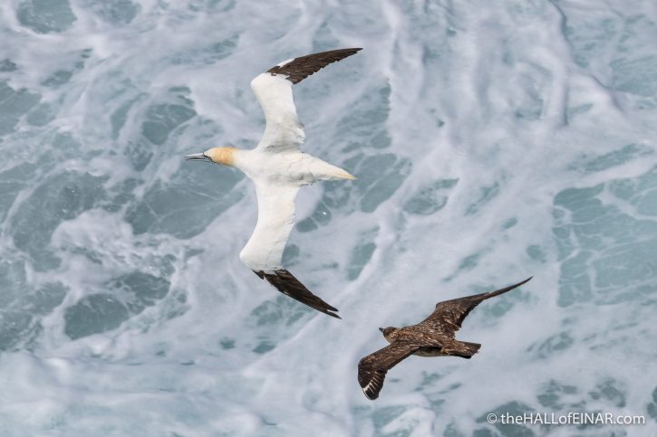 Great Skua and Gannet on Westray - The Hall of Einar - photograph (c) David Bailey (not the)