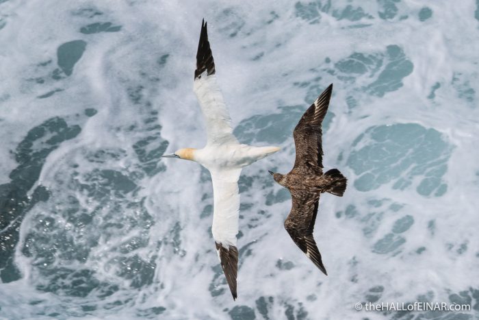 Great Skua and Gannet on Westray - The Hall of Einar - photograph (c) David Bailey (not the)