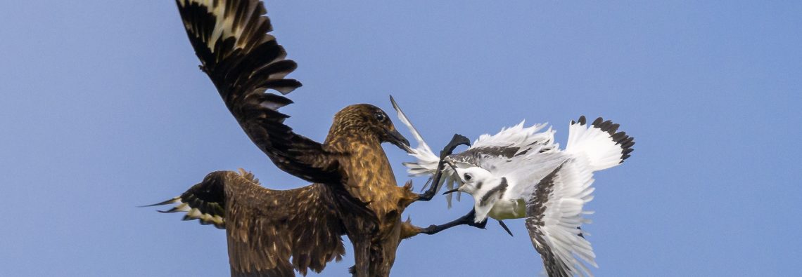 Great Skua and Kittiwake on Westray - The Hall of Einar - photograph (c) David Bailey (not the)