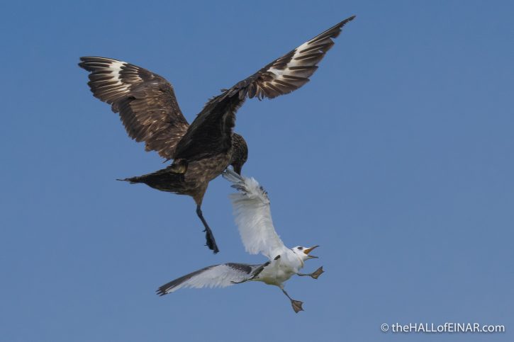 Great Skua and Kittiwake on Westray - The Hall of Einar - photograph (c) David Bailey (not the)