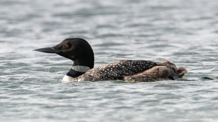 Great Northern Diver - Westray - The Hall of Einar - photograph (c) David Bailey (not the)