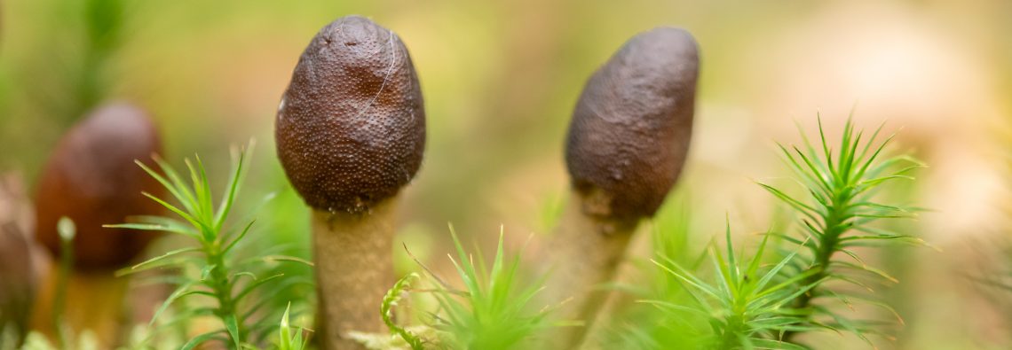 The Drumstick Truffleclub - The Hall of Einar - photograph (c) David Bailey (not the)
