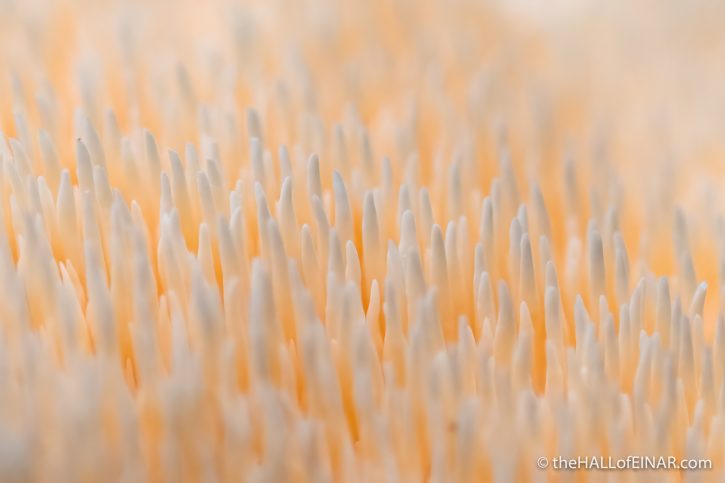 Hedgehog Fungus - The Hall of Einar - photograph (c) David Bailey (not the)
