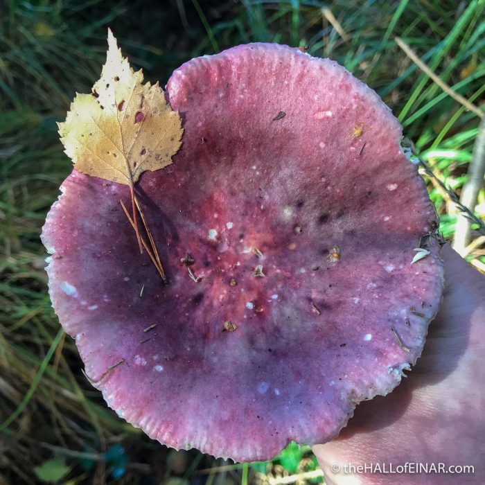 Primrose Brittlegill - The Hall of Einar - photograph (c) David Bailey (not the)