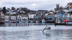 Christmas Dolphin Brixham Harbour - The Hall of Einar - photograph (c) David Bailey (not the)