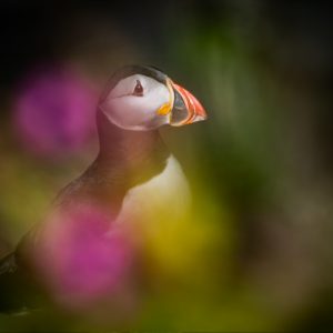 I Dream of Puffins - The Hall of Einar
