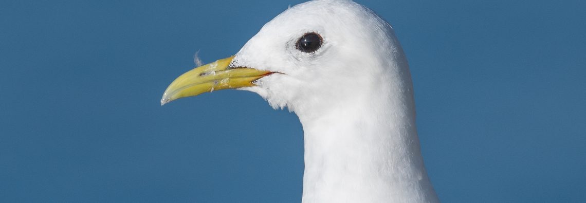 Kittiwake - The Hall of Einar - photograph (c) David Bailey (not the)