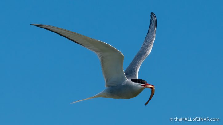 Arctic Tern on Papay - The Hall of Einar - photograph (c) David Bailey (not the)