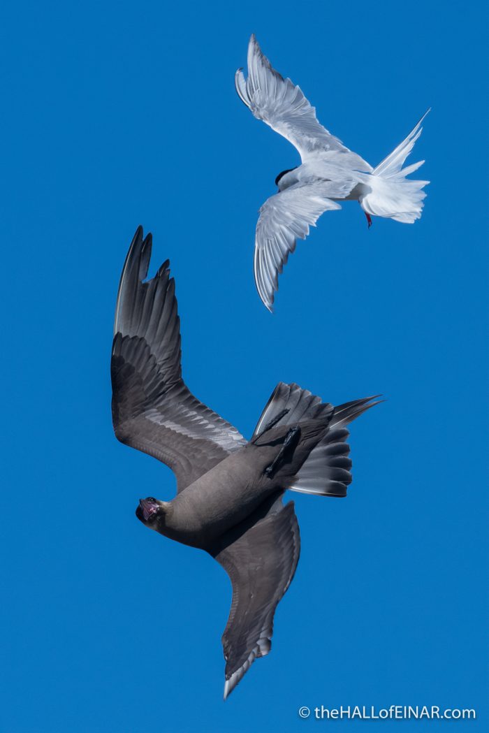 Arctic Tern and Arctic Skua on Papay - The Hall of Einar - photograph (c) David Bailey (not the)
