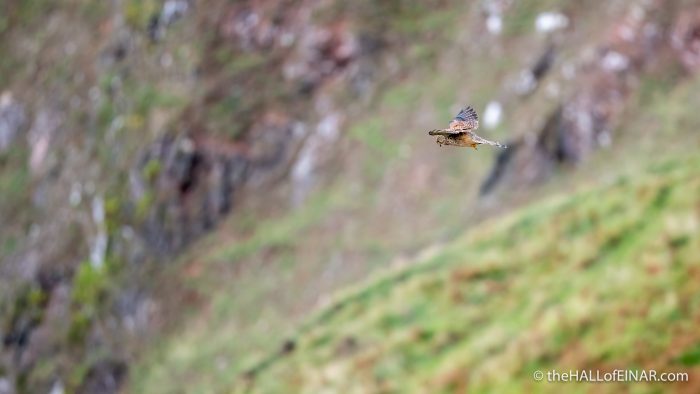 Kestrel at Start Point - The Hall of Einar - photograph (c) David Bailey (not the)