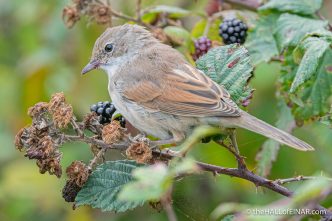 Whitethroat at Slapton Ley - The Hall of Einar - photograph (c) David Bailey (not the)