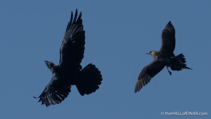 Raven and Arctic Skua - The Hall of Einar - photograph (c) David Bailey (not the)