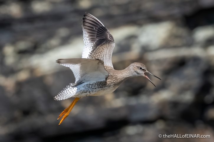 Redshank - The Hall of Einar - photograph (c) David Bailey (not the)
