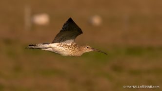 Curlew - The Hall of Einar - photograph (c) David Bailey (not the)