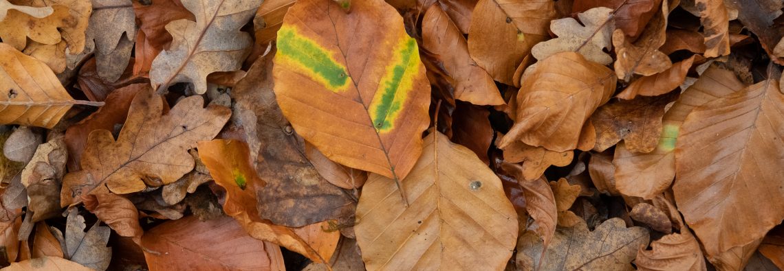 Beech leaves - The Hall of Einar - photograph (c) David Bailey (not the)