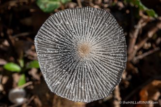 Coprinopsis lagopus var. lagopus - The Hall of Einar - photograph (c) David Bailey (not the)