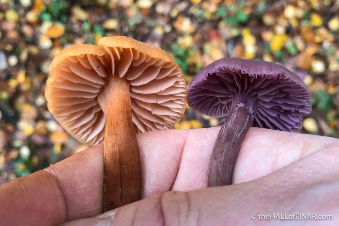 Laccaria laccata and Laccaria amethystina - The Hall of Einar - photograph (c) David Bailey (not the)