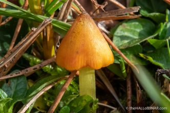 Hygrocybe conica - The Hall of Einar - photograph (c) David Bailey (not the)