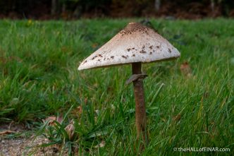 Macrolepiota procera - The Hall of Einar - photograph (c) David Bailey (not the)