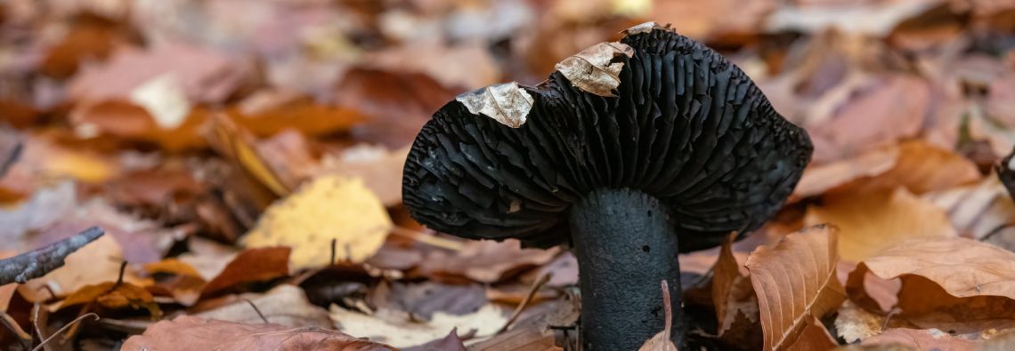 Russula nigricans - The Hall of Einar - photograph (c) David Bailey (not the)80