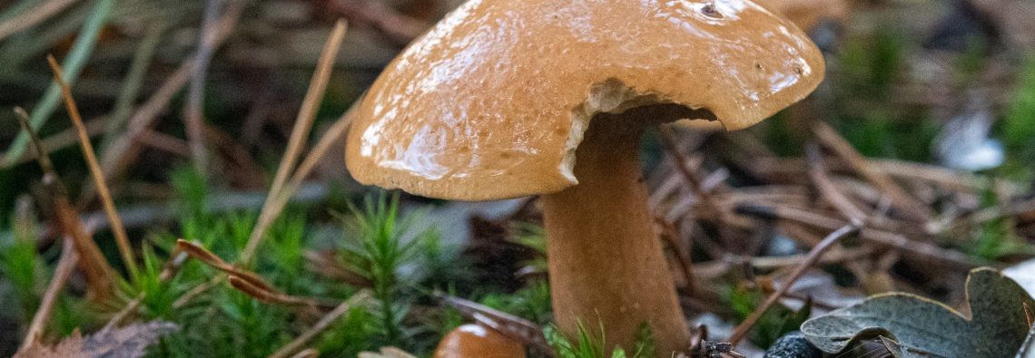 Suillus bovinus - The Hall of Einar - photograph (c) David Bailey (not the)