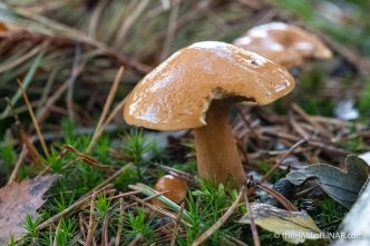 Suillus bovinus - The Hall of Einar - photograph (c) David Bailey (not the)