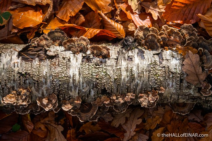 Trametes versicolor - The Hall of Einar - photograph (c) David Bailey (not the)80