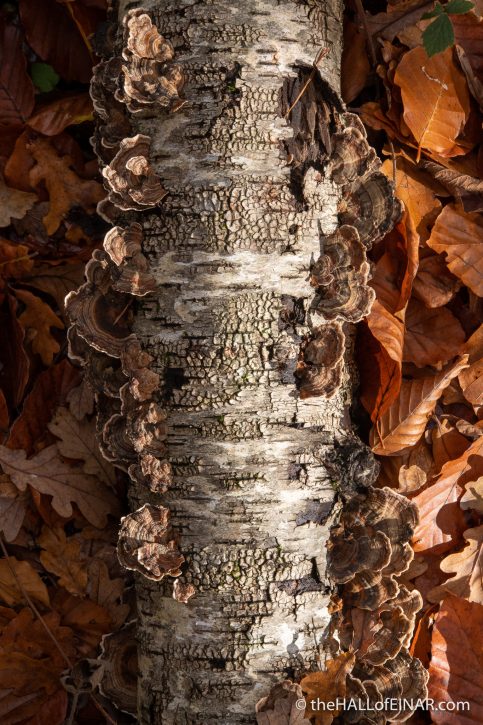 Trametes versicolor - The Hall of Einar - photograph (c) David Bailey (not the)80