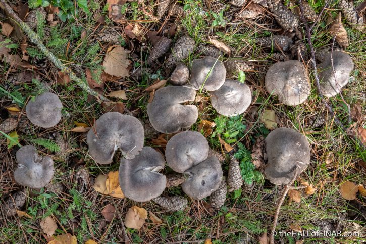 Tricholoma terreum - The Hall of Einar - photograph (c) David Bailey (not the)
