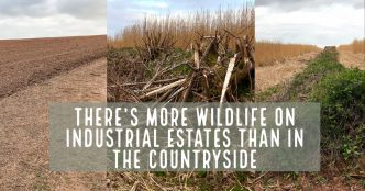 Fields - The Hall of Einar - photograph (c) David Bailey (not the)