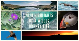 2020 highlights of a wilder Orkney life