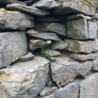 Sea Mayweed - The Hall of Einar - photograph (c) David Bailey (not the)