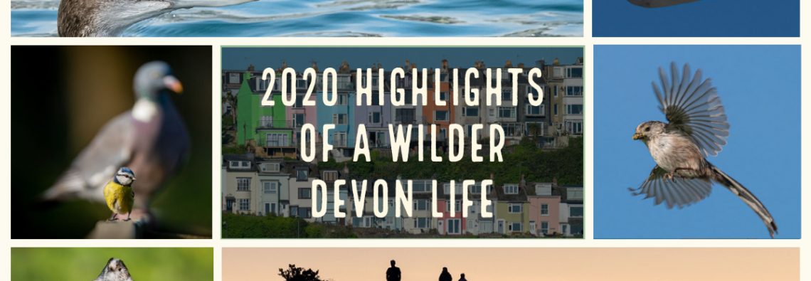 2020 highlights of a wilder Devon life