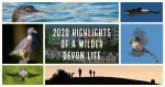 2020 highlights of a wilder Devon life