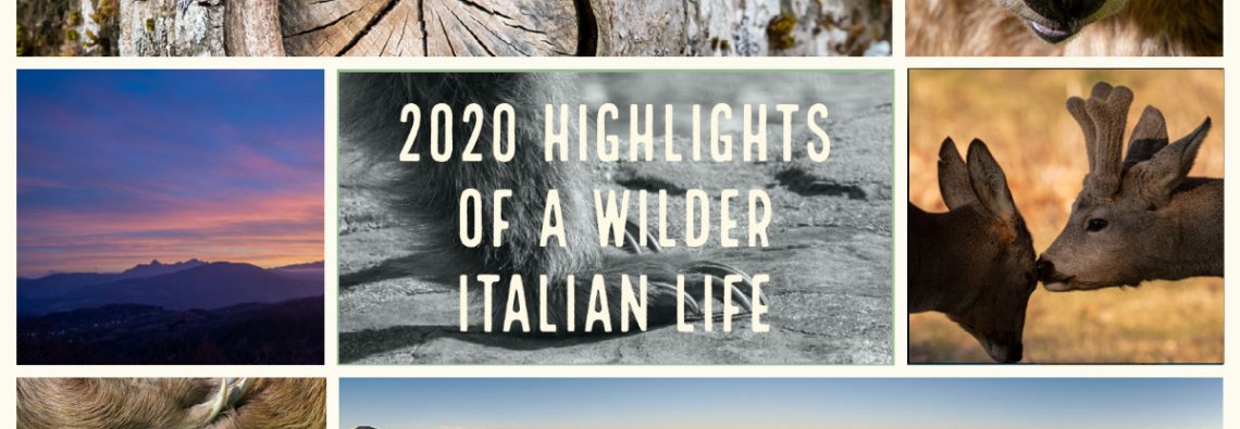 2020 highlights of a wilder Italian life