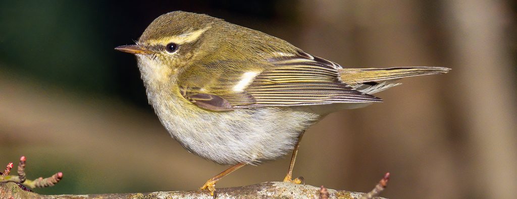 Yellow-Browed Warbler - The Hall of Einar - photograph (c) David Bailey (not the)