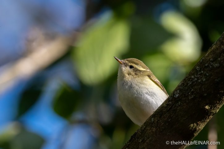 Yellow-Browed Warbler - The Hall of Einar - photograph (c) David Bailey (not the)