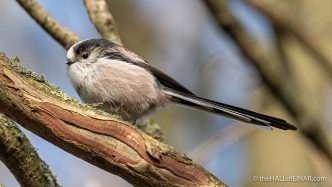 Long-Tailed Bushtit - The Hall of Einar - photograph (c) David Bailey (not the)