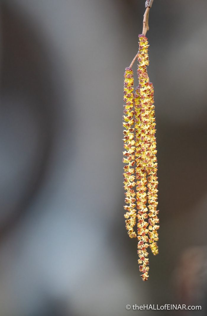 Catkins - The Hall of Einar - photograph (c) David Bailey (not the)