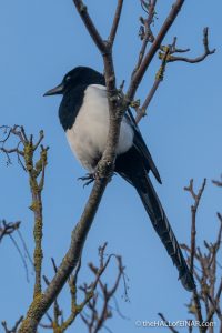 Magpie - The Hall of Einar - photograph (c) David Bailey (not the)