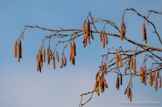 Catkins - The Hall of Einar - photograph (c) David Bailey (not the)
