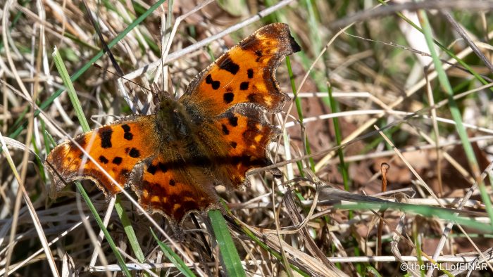 Comma - The Hall of Einar - photograph (c) David Bailey (not the)